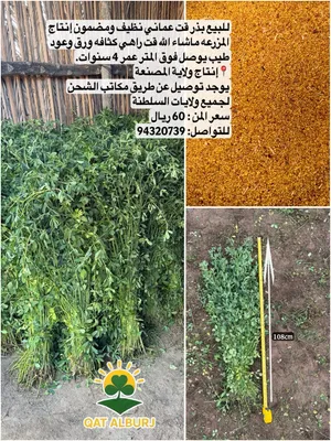 بذر قت عماني نظيف ومضمون قت راهي كثافه ورق وعود يوصل فوق المتر