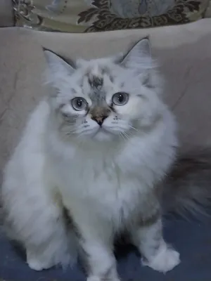 قطه هيملايا