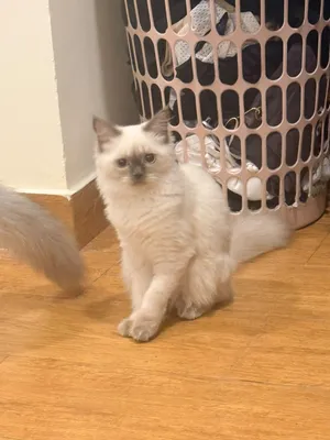 Persian Ragdoll for Sale