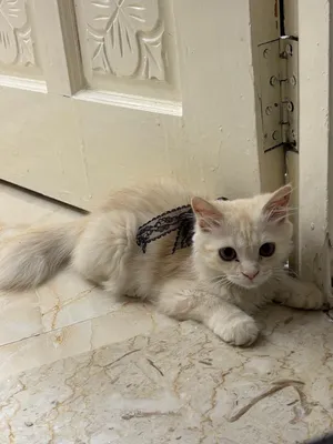 للتبني العين