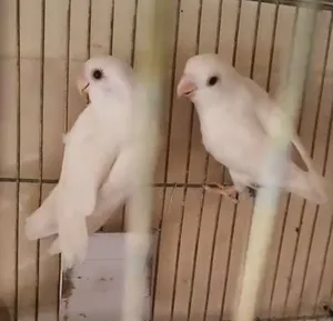 أص روز ألبينو بيور ابيض قطن عين حمرا جاهز للشغل