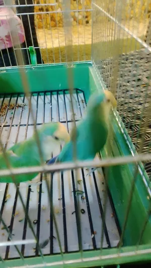 جوز روز 20 دينار