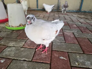 مجموع الحمام 12