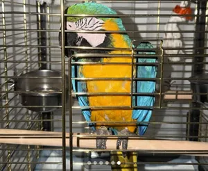 Maccaw for sale
