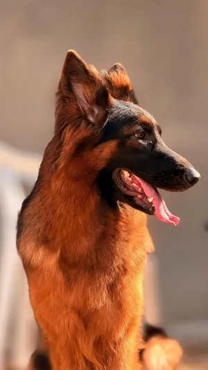 Female german shepherd