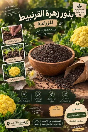 بذور قرنبيط بلدية