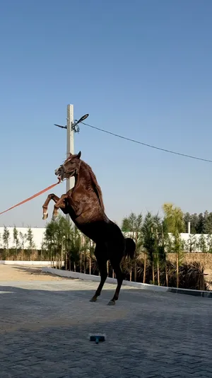 خيل عربي أصيل بأوراقه ولاية واد سوف