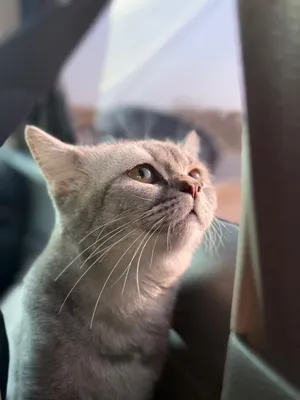 قطه سكوتش ستريت سيلفر شيدد