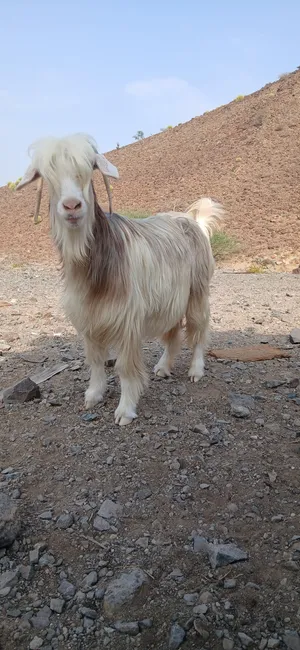 للبيع شاه من سلاله طيبه