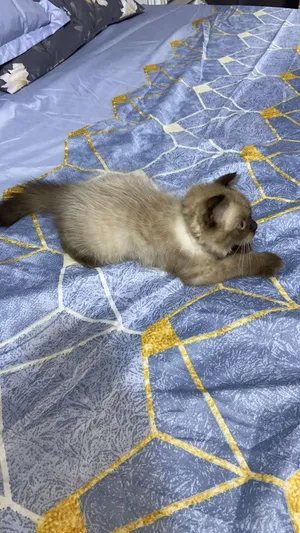 He loves to play; he is cute.