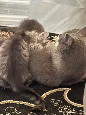 قطة بريتيش مع 3 اطفالها للتبني