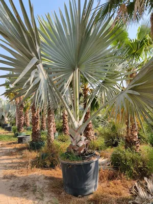 Bismarckia Palm نخلة البيسماركية