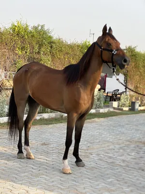 Horsy for sale