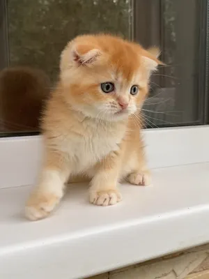 Cute British Shorthair Kitten Available for new home male and female.