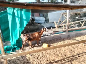 Goats, pigeon, birds for sale Sharjah al zubair