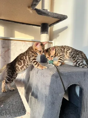 Bengal kittens 2 months old