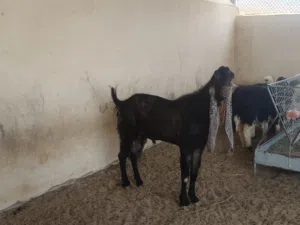 للبيع تيس حجازي بيور
