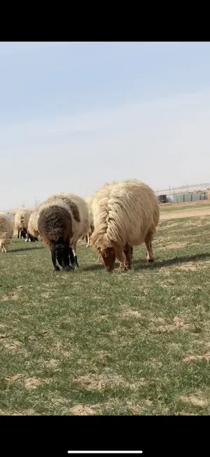 للبيع أغنام ثلاجة تمايم معلوف قديم وفيه أولاد الكويت يوجد محلي