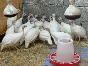 طيور حبشي الحبه 3ريال