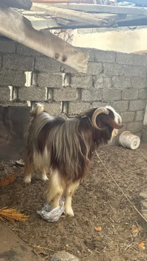 حلال طيب تعال ولا