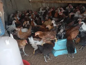 دجاج عماني البيع
