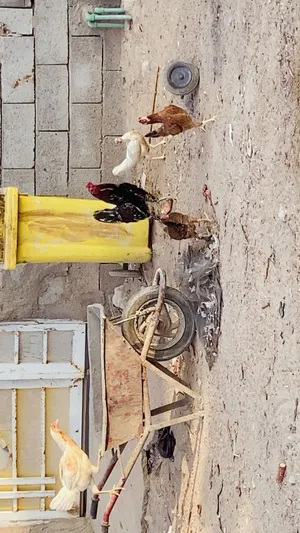 دجاج للبيع