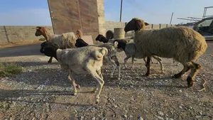 خرفان صومالية وحملة نعيمية عشار