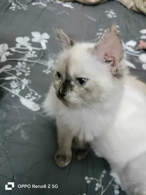 white colour cat neme meo it a boy mel cat and black wait color cat neme memo it's a female cat
