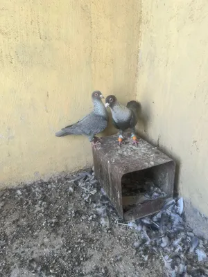 جوز جلوف 13