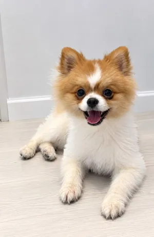 Pomeranian male