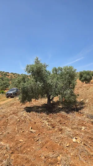 مزرعه زيتون صغيره راقيه للبيع 1700 متر قوشان مستقل من المالك مباشره بسعر مغري