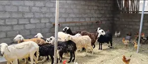 يتوفر لدي كباشه