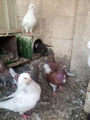 حمام لاحم ومشكل