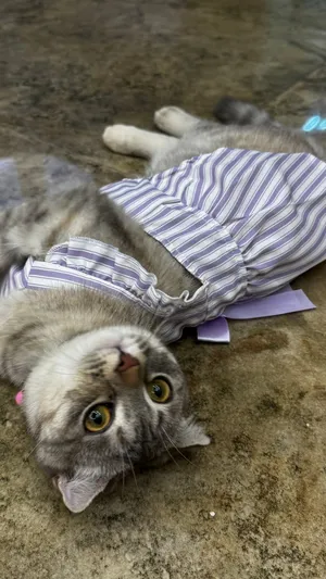 Scottish fold