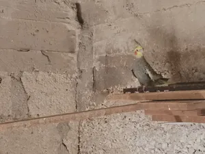 كوكتيل اربع جواز