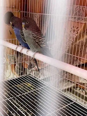 طيور حب بلاك فيس