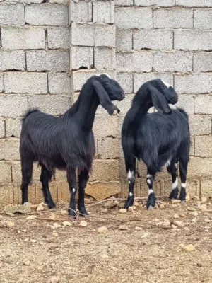 3معزات جامبو ماشاء الله تبارك الرحمن