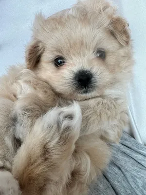 Real Korean Tea Cup Poodle Rare Color