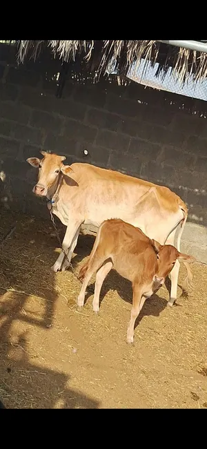 ابقار للبيع