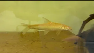 Golden capito 4-5 inch For sale