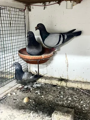 للبيع زاجل مع اولادهم وحاليا عندهم بيض ب3 دينار