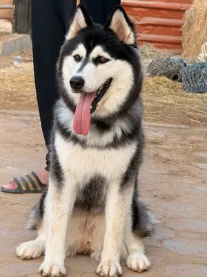 Alaskan Husky