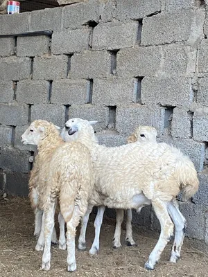 كباشه فول سمنه