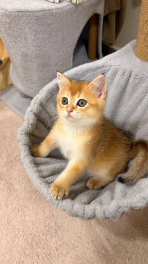 Very rare color kitten Scottish straight pure