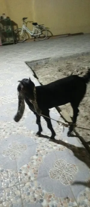 صخله للبيع شاميه