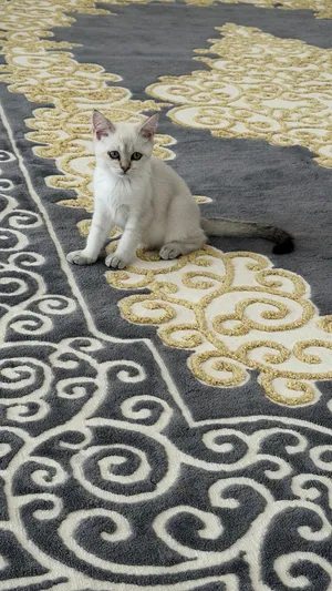 للبيع قطوه