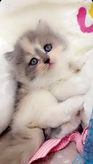 كتن كاليكو / Calico kitten