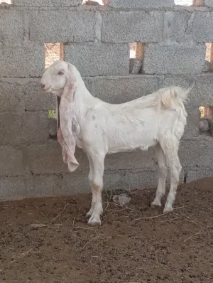 للبيع صخل حجازي