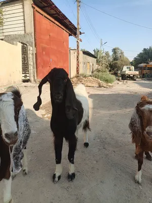 صخول للبيع