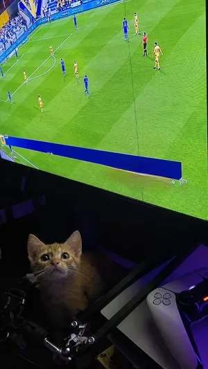 ًًًًًًًًًًًًًًًًًًًكيتي
